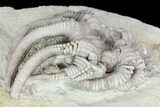 Crinoid (Agaricocrinus) Fossil - Crawfordsville, Indiana #87977-2